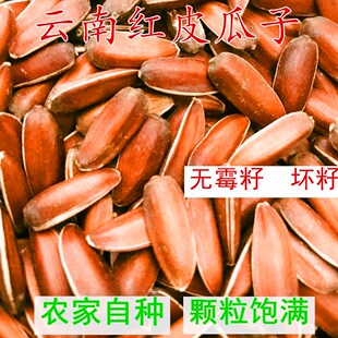 农家自种2025年云南红皮瓜子新货红葵花籽原味生红瓜子