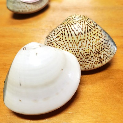 贝壳油护手霜天然蛤蜊壳