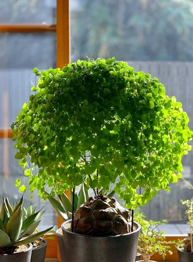 进口南非龟甲龙一物一拍爬藤架潮流块根稀有球根危地马拉多肉植物