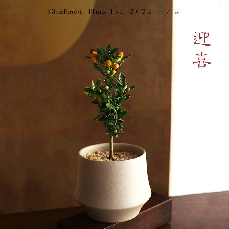 小金豆盆栽带果迷你金桔老桩冬季耐寒客厅办公室造型盆景招财绿植,鲜花速递/花卉仿真/绿植园艺,绿植,淘宝优惠券,粉丝福利购,淘宝优惠卷