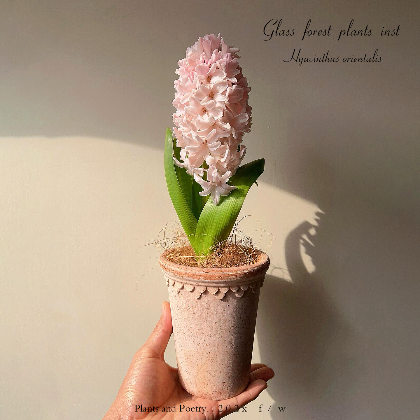 风信子水培种球荷兰进口土培盆栽室内耐寒浓香花卉四季易养包对版,鲜花速递/花卉仿真/绿植园艺,时令草本花卉,淘宝优惠券,粉丝福利购,淘宝优惠卷