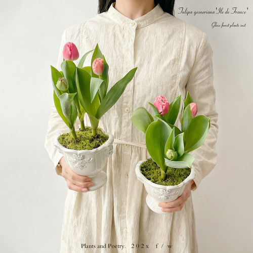 进口范伊克粉色郁金香超大球耐寒