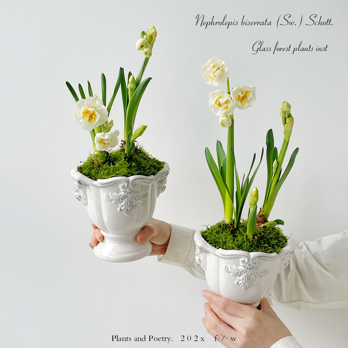 新娘皇冠进口重瓣洋水仙超大种球