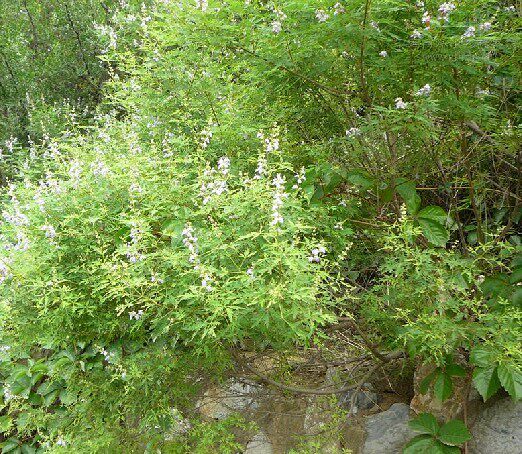 黄金柴牡荆荆条树紫颜色观花观叶气味芬芳地栽盆栽护坡耐寒旱净化