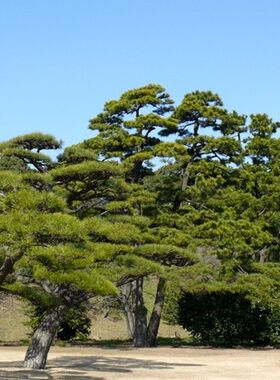 景观异形松树平顶迎客松油松