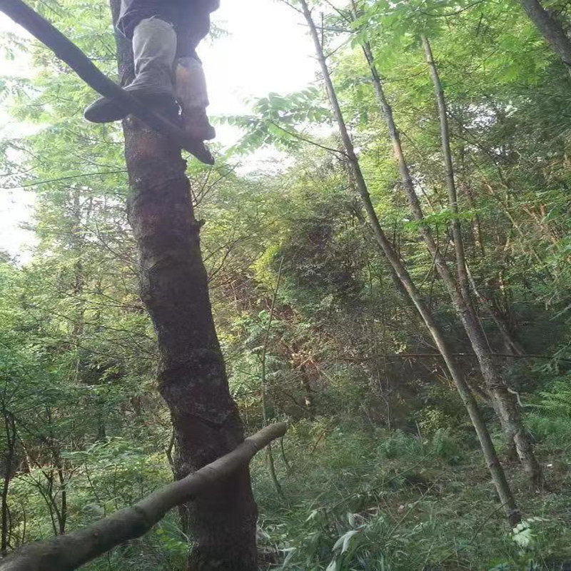 四川天然生漆大漆土漆棺材寿木古建古琴漆器脱胎专用漆 自产自销