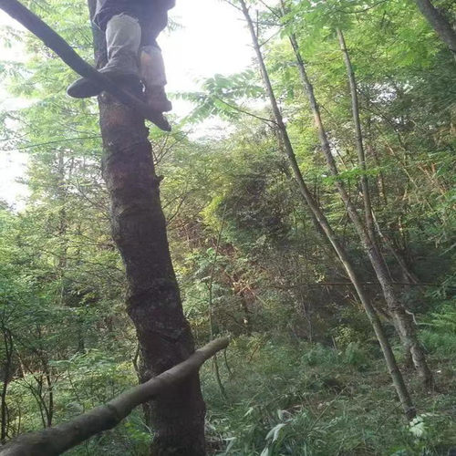 小胡四川天然生漆大漆