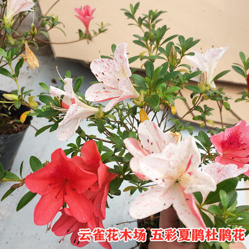 五彩皋月杜鹃多色系品种盆栽夏天