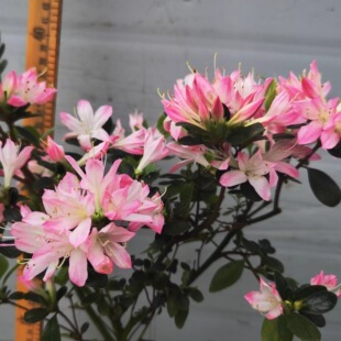 初音乙女樱九留米杜鹃花精美品种苗盆栽花卉庭院客厅阳台花卉小花