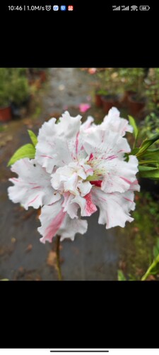 嫁接苗一对一苗专链白瑞雪万紫千红品种杜鹃花嫁接苗