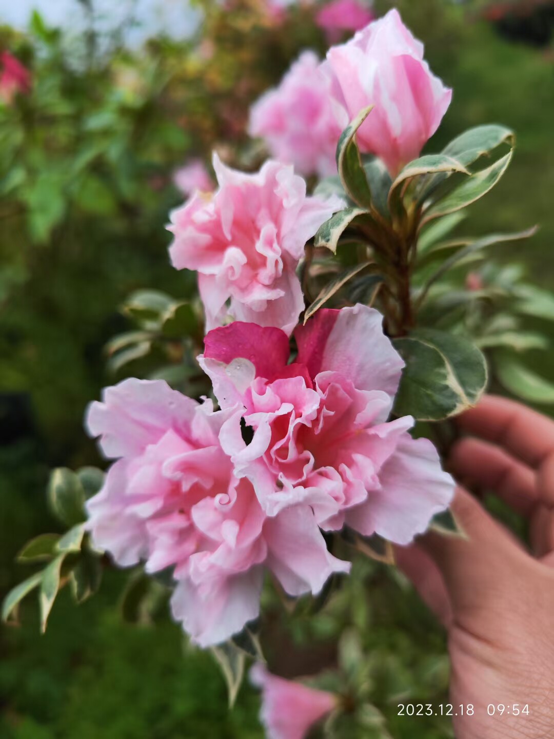 银边三色杜鹃花多季鹃花叶共赏莹盆栽花卉精美盆栽庭院客厅阳台