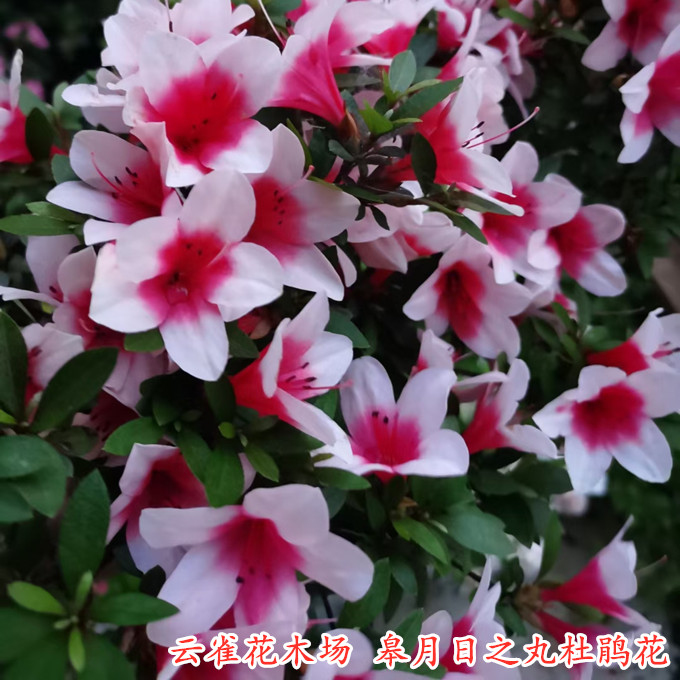 皋月日之丸杜鹃花精美多色品种盆栽花卉庭院阳台客厅绿植抗性好