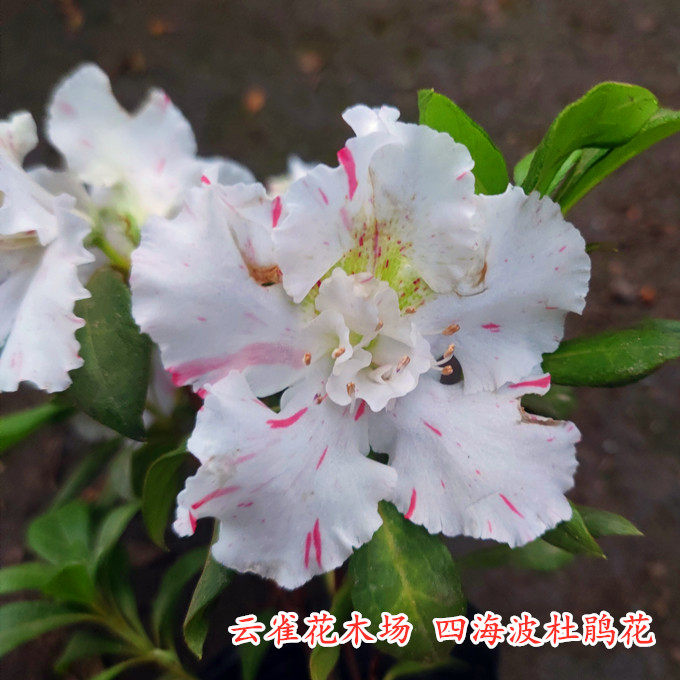 四海波杜鹃花 多色系品种花卉 精美杜鹃品种盆栽庭院客厅阳台花卉