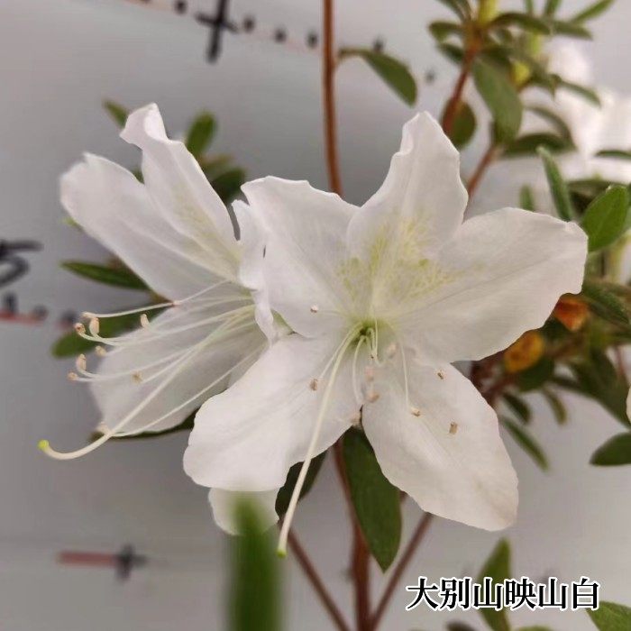 白色杜鹃花大别山映山白杜鹃好种易养盆栽花卉室内外庭院阳台花卉