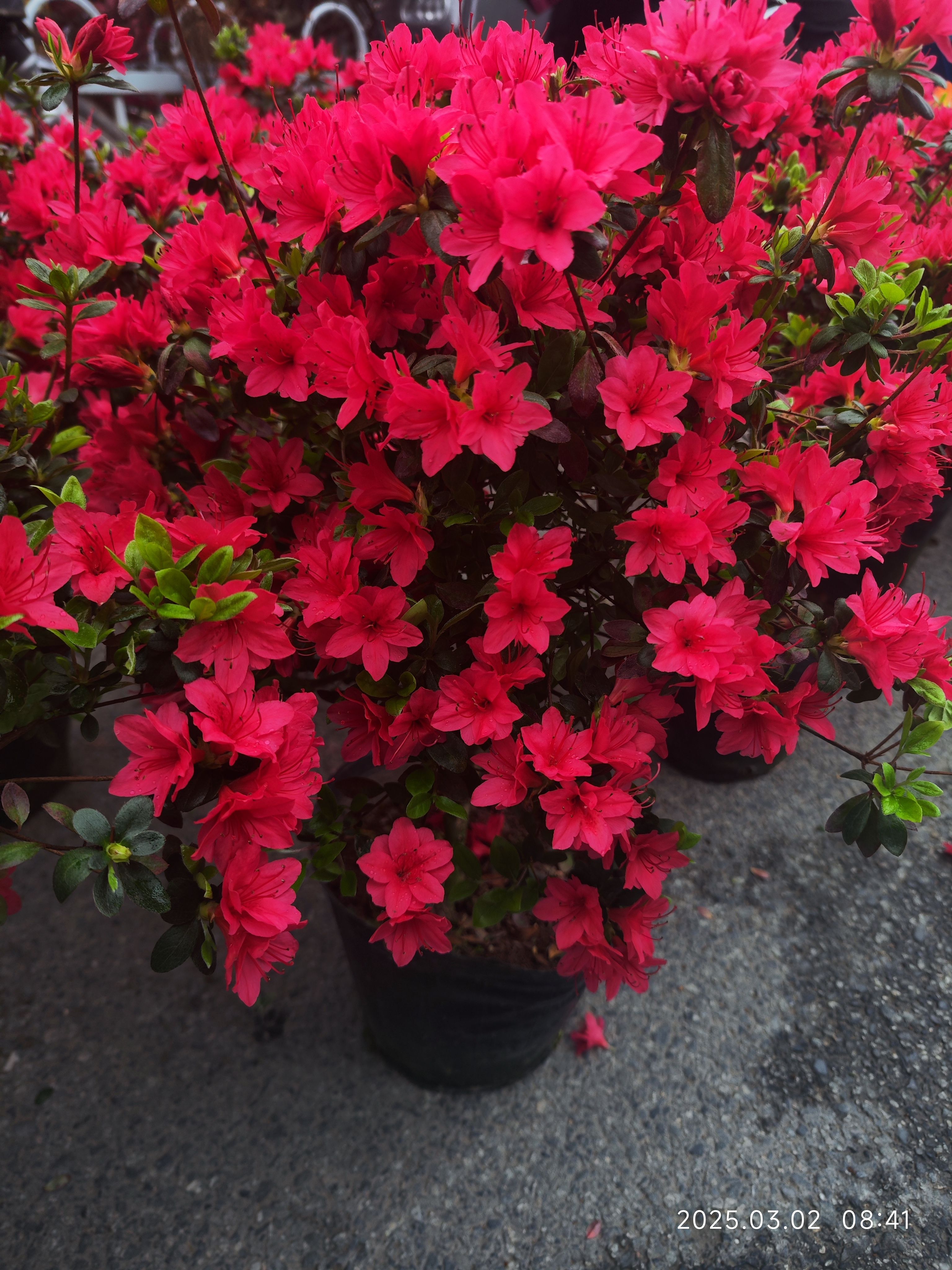 万紫千红杜鹃东鹃精美客厅盆栽