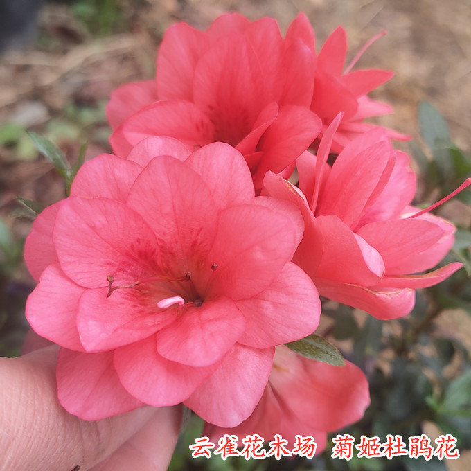 菊姬杜鹃花精美红色重瓣庭院
