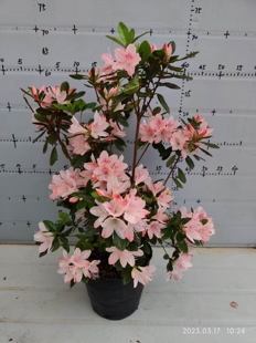 一对一苗专拍链接久留米东鹃春鹃夏鹃品种杜鹃爱子彩三重之海