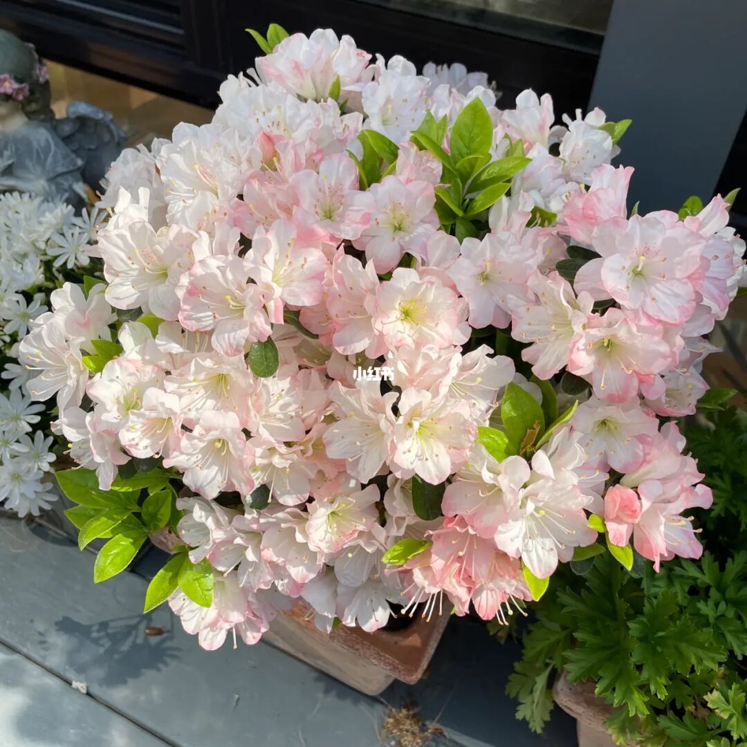 绿植盆栽庭院客厅阳台品种杜鹃花