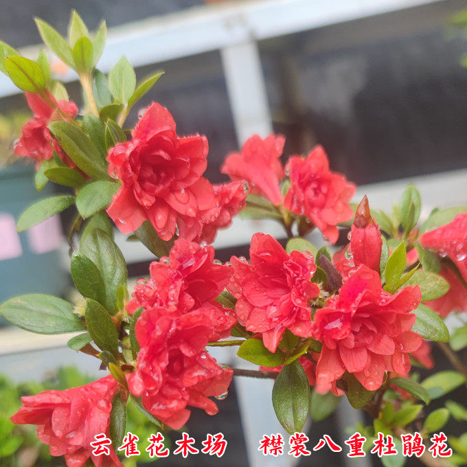 襟裳八重杜鹃花庭院耐寒图片