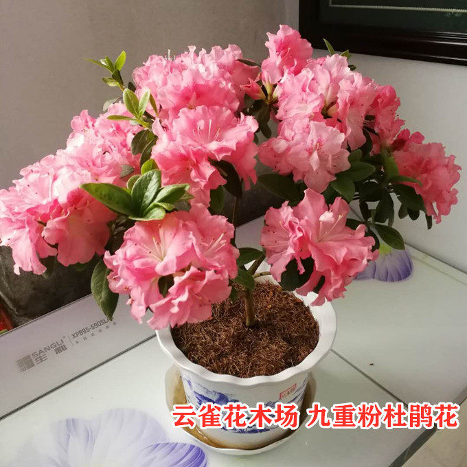 九重粉杜鹃花粉红泡泡东鹃粉色套瓣淡香型盆栽花卉室内外种植庭院