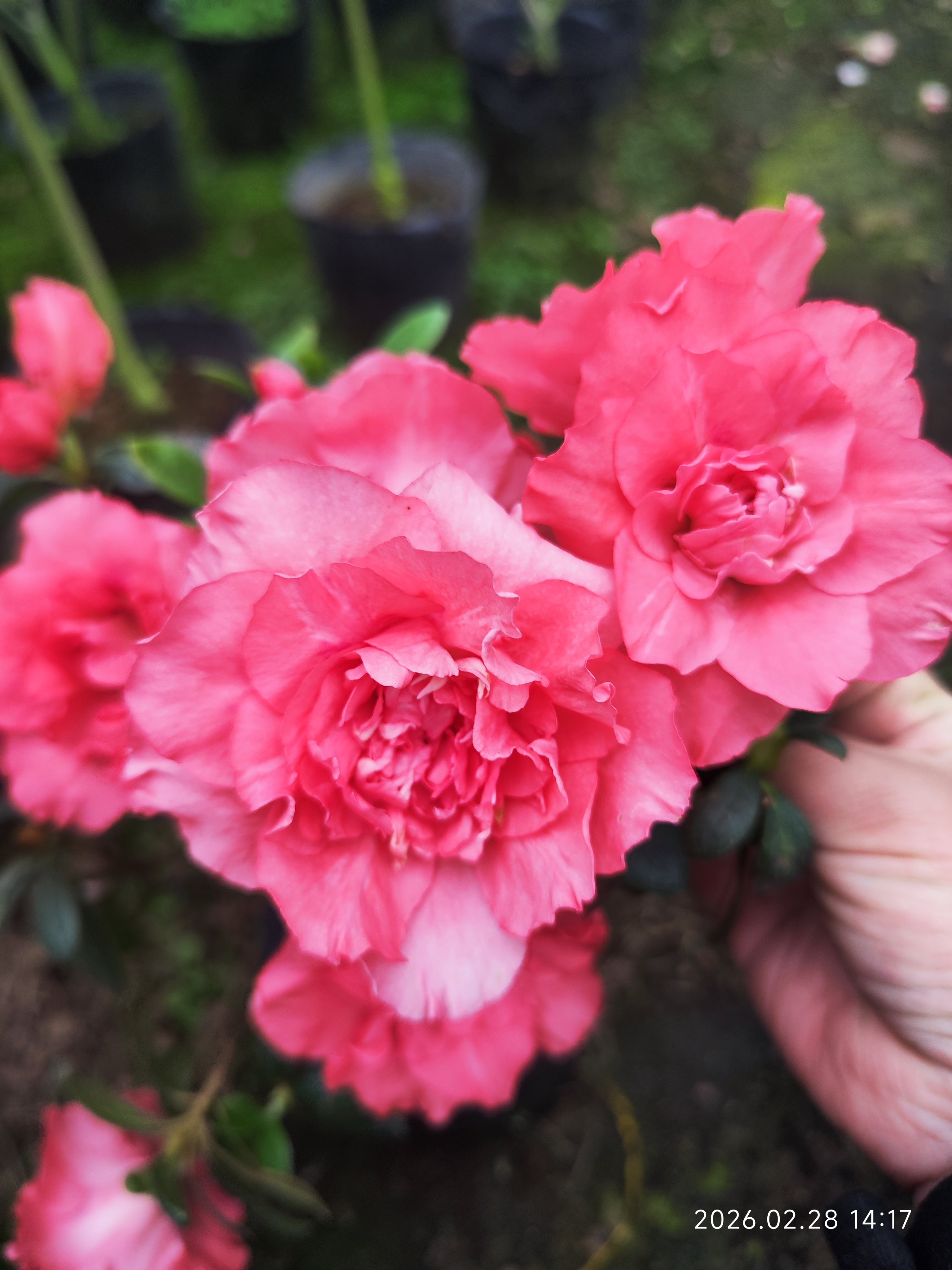 晚霞杜鹃花粉五宝五宝珠粉天慧欢天喜地五宝系品种杜鹃室内外盆栽