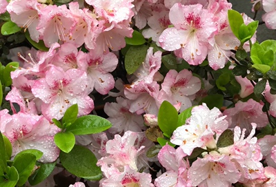 若姪子杜鹃花久留米系列精美盆栽花卉室内外精品杜鹃花庭院阳台