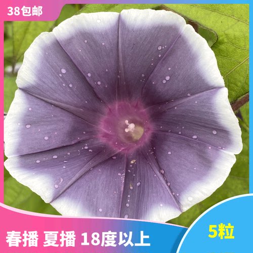 日系朝颜素材模板 日系朝颜图片下载 小麦优选