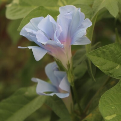 日系淡蓝牵牛花5粒装精选