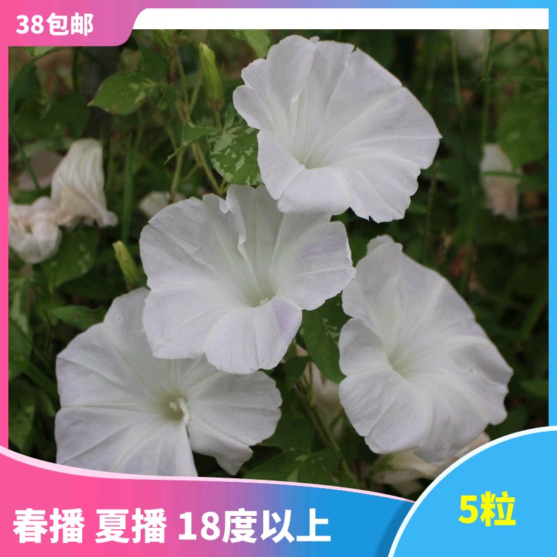 日系朝颜素材模板 日系朝颜图片下载 小麦优选