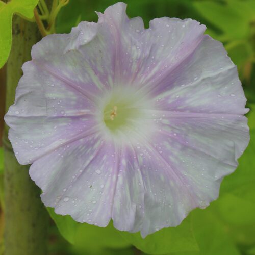 日系朝颜 牵牛花 喇叭花 黄斑入蝉叶 藤鼠吹雪大轮 藤波
