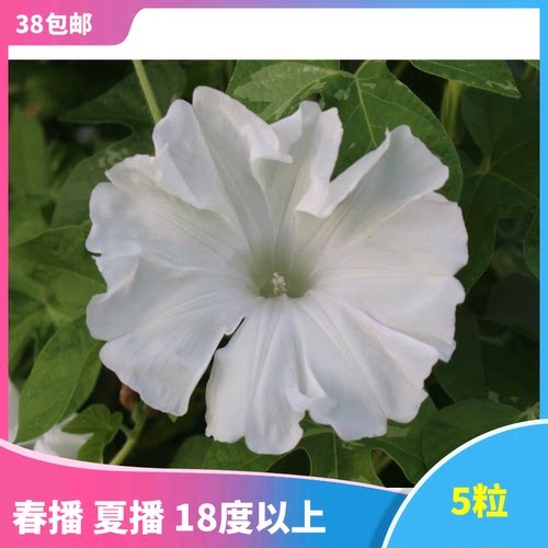 日系朝颜质量怎么样 日系朝颜口碑怎么样 小麦优选