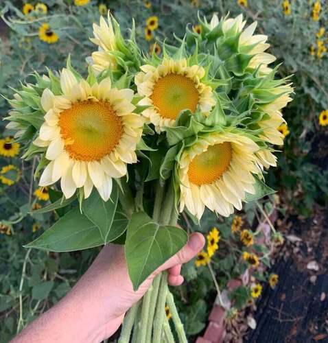 美国进口观赏向日葵 单杆切花型 白月光 奶油色向日葵