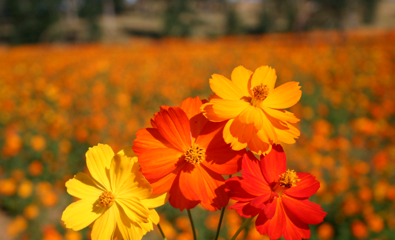 重瓣硫华菊 黄秋英 耐热 花量大 花期久