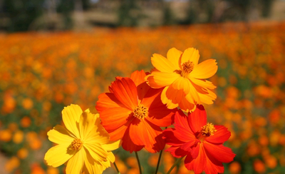 重瓣硫华菊 黄秋英 耐热 花量大 花期久