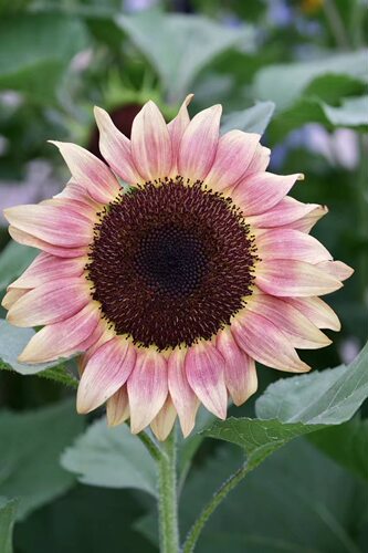 进口观赏向日葵 单杆切花型 阿尔卑斯柠檬红  Alps Lemon Crimson