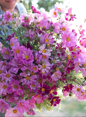 进口波斯菊 海贝混色 Seashells Mix 耐热盆栽庭院