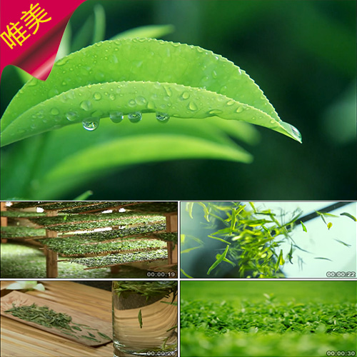 清新茶叶 晒茶泡茶 茶园茶艺 茶文化 茶叶宣传片 实拍视频素材