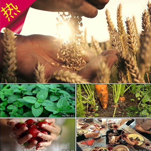 农业绿色健康环保食品安全 有机种植 小麦蔬菜 美味佳肴 视频素材