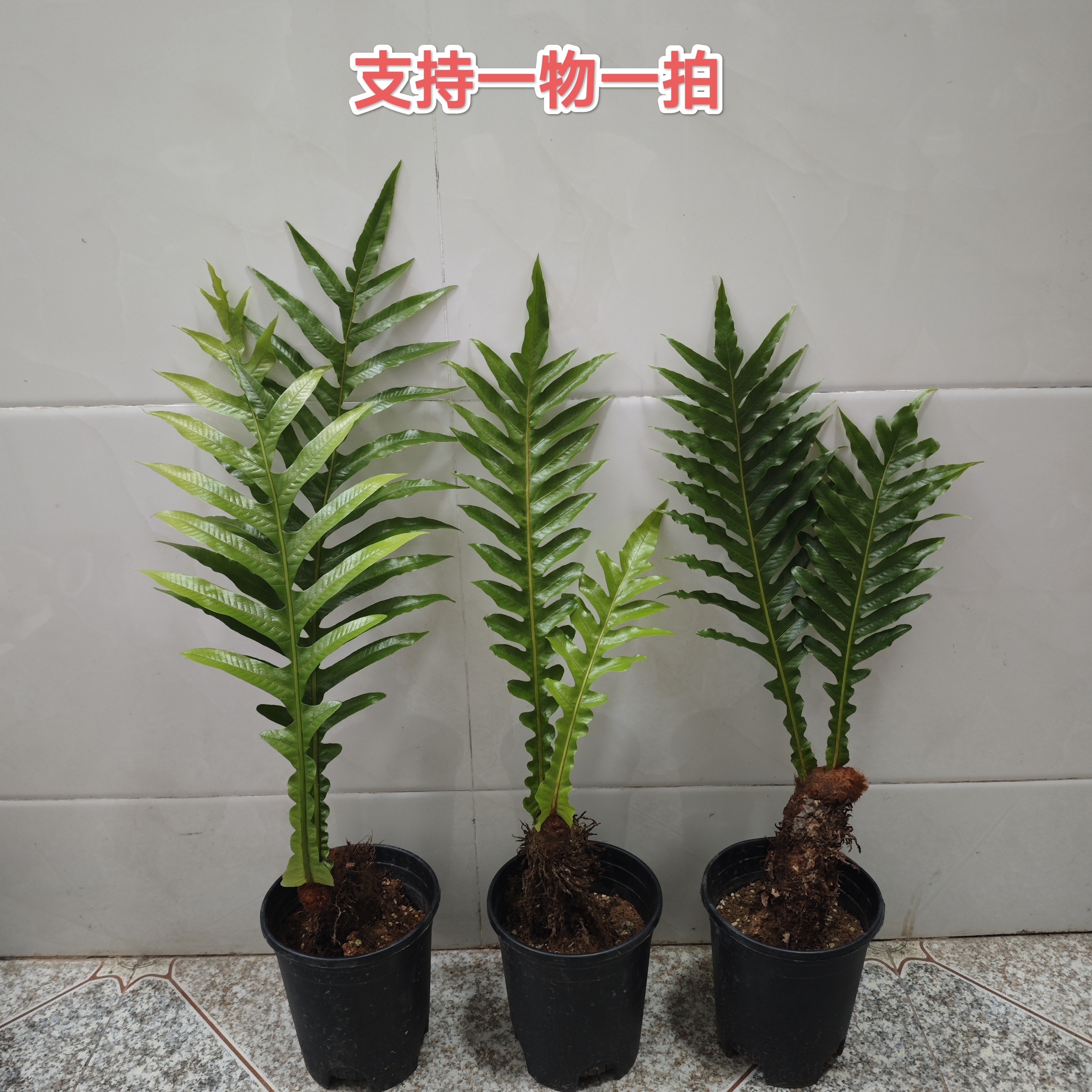 双叶王冠蕨盆栽百搭办公室绿植好养活室内耐阴好养活皇冠蕨类植物,鲜花速递/花卉仿真/绿植园艺,绿植,淘宝优惠券,粉丝福利购,淘宝优惠卷