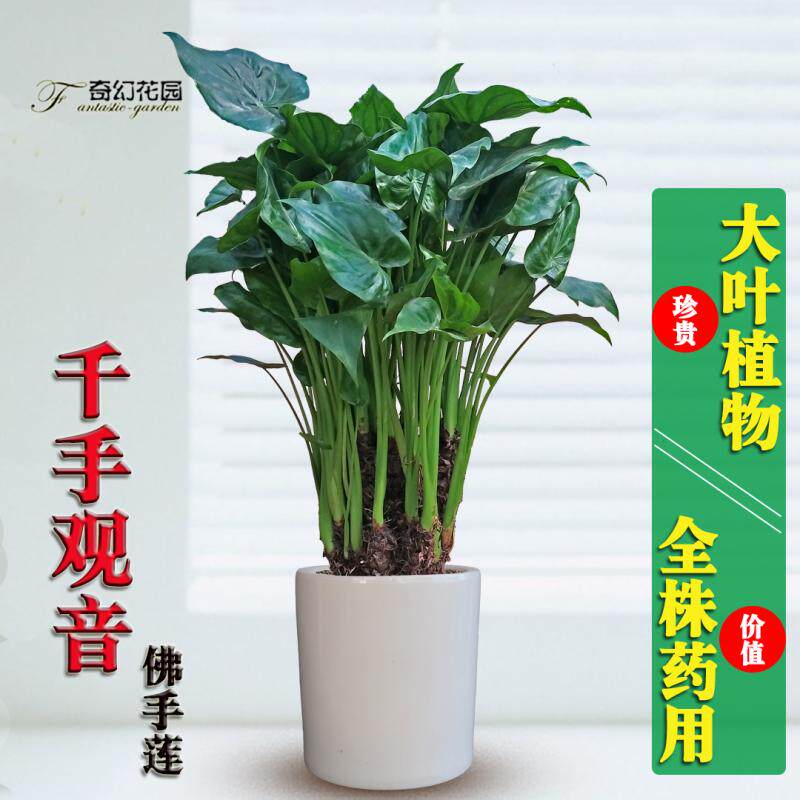 千手观音盆栽 滴水观音绿植办公室盆景耐阴大叶植物 成都青岛同城