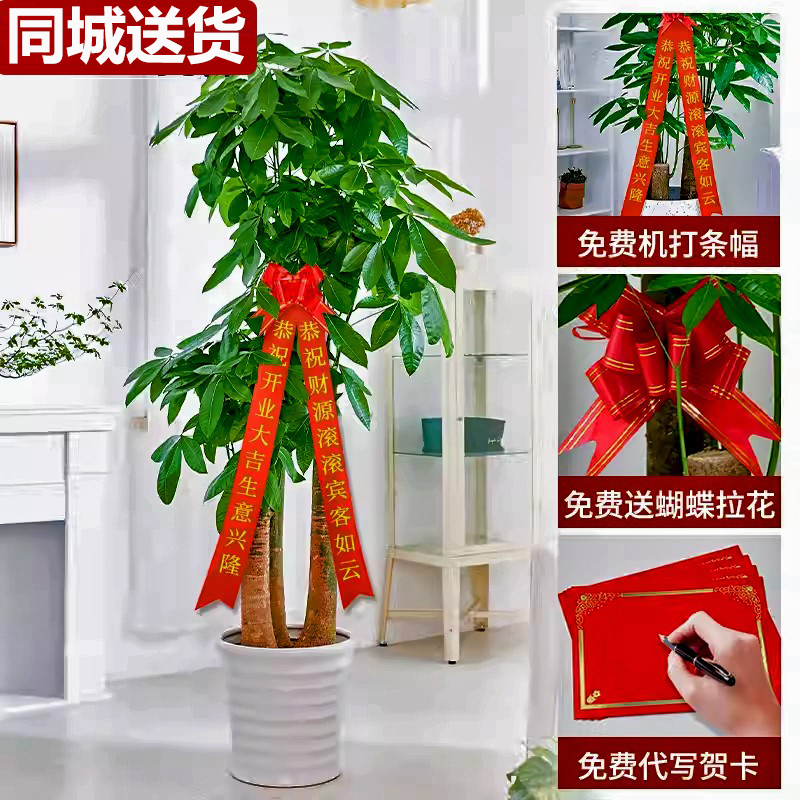 开业送礼发财树步步高升大型绿植