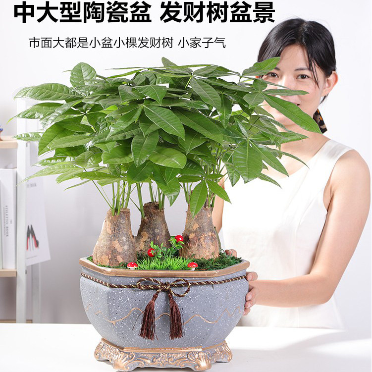 发财树3棵组合盆景盆随机青岛南京苏州无锡昆山西安成都送货上门