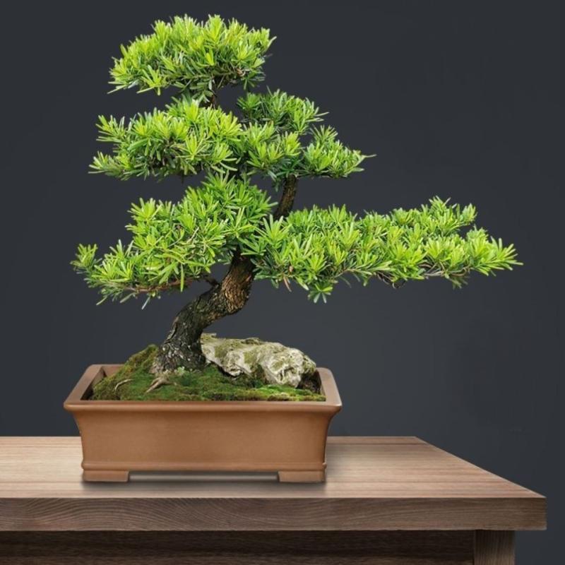 罗汉松造型盆景 多年生木本树 客厅室内观叶观径植物盆栽青岛送货