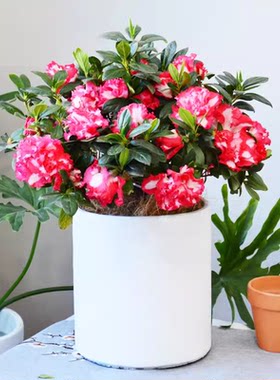 红双喜杜鹃冠幅40cm大盆栽 带花苞四季观花植物 年宵花卉同城送货