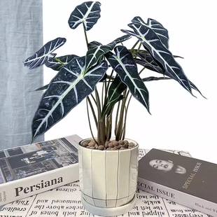小仙女盆栽 黑叶芋竹芋植物 吸甲醛绿植办公桌室内桌面喜阴耐养