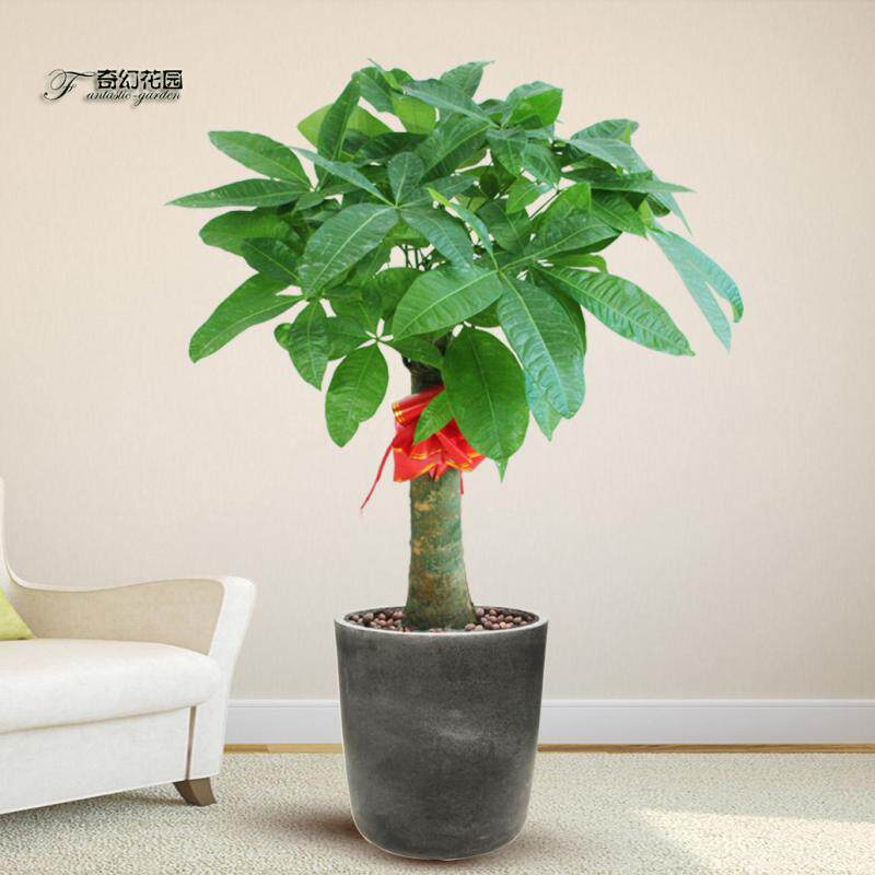 发财树组合盆景1米高盆栽办公室观叶植物送礼品绿植青岛同城美观