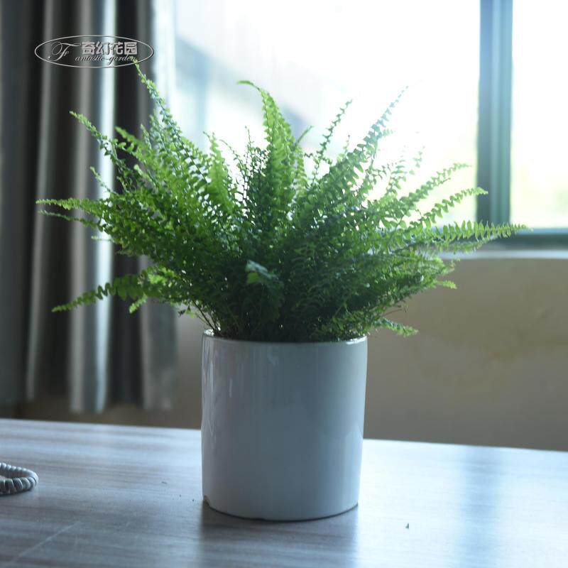 波士顿蕨盆栽 蜈蚣草铁线蕨室内植物 净化空气 喜阴凉耐养绿植