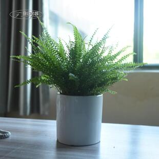 波士顿蕨盆栽 蜈蚣草铁线蕨室内植物 净化空气 喜阴凉耐养绿植