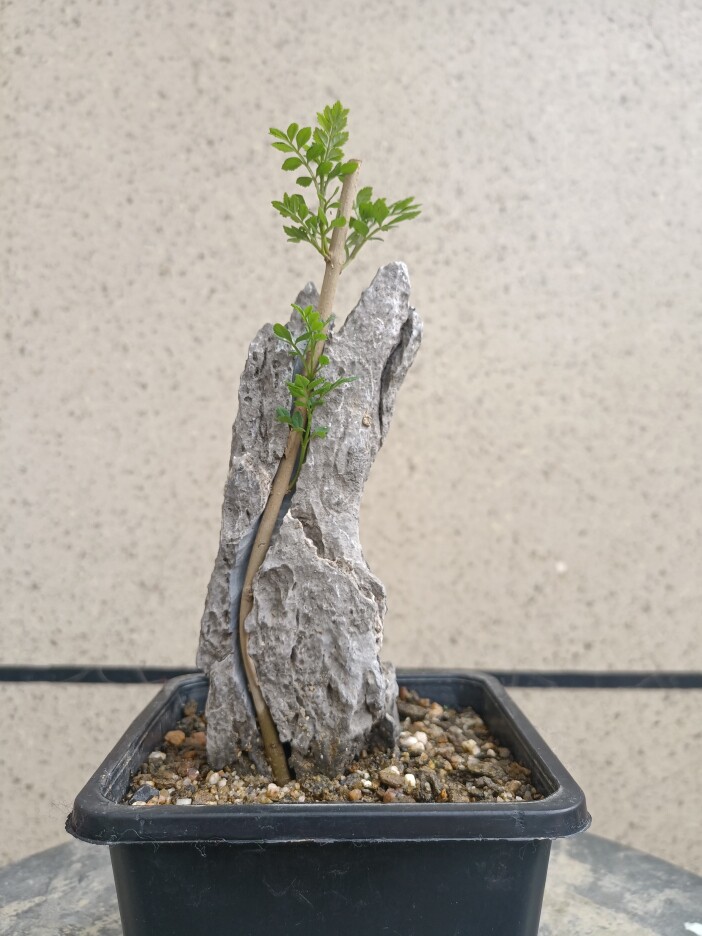 对节白蜡附石盆景熟桩绿植素材