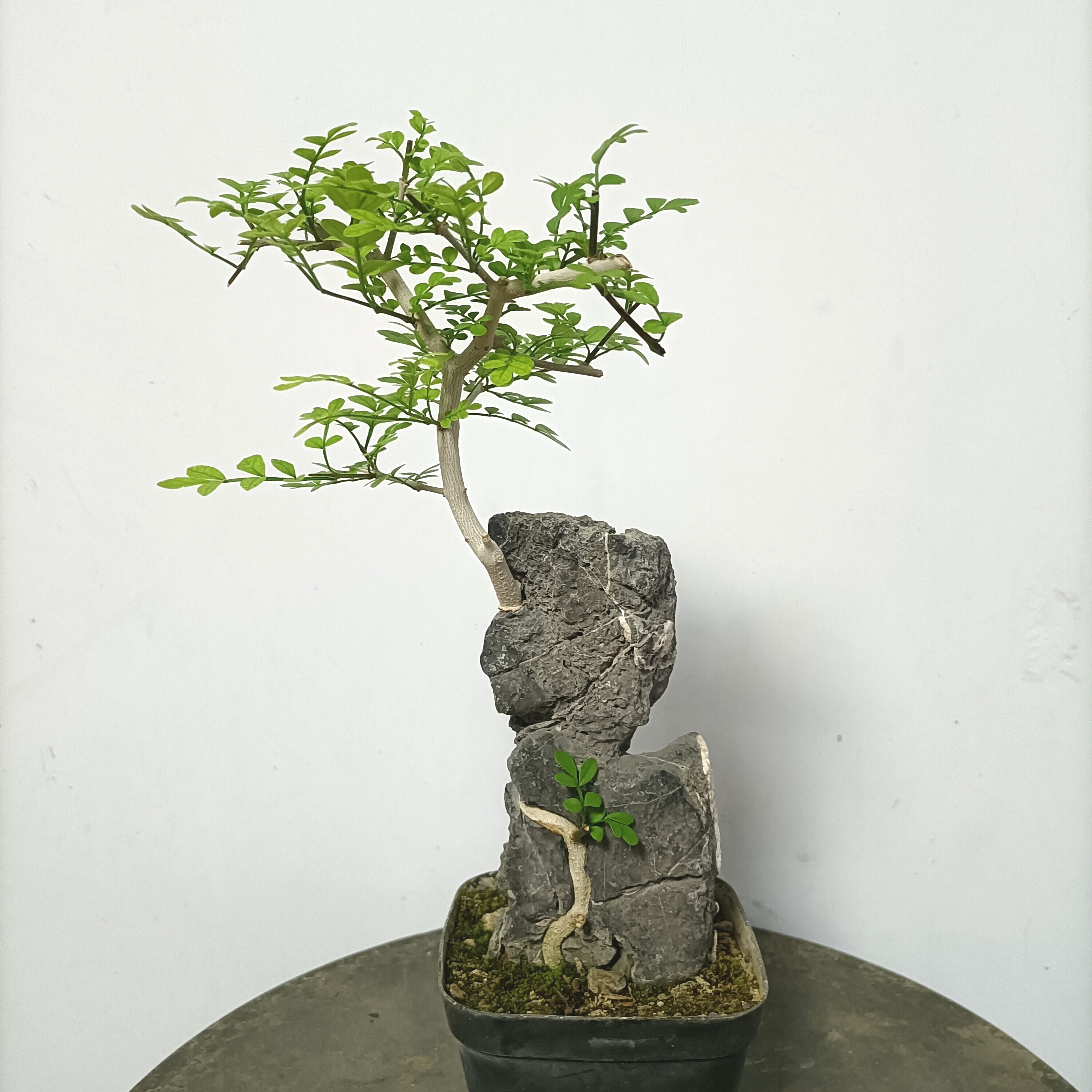 对节白蜡金弹子三角枫火棘附石杂木盆景天然青龙石绿植花卉